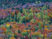 Bergwald aus lauter bunter Farben